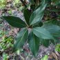 Bay Leaf Laurel Tree 10 Seeds