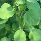 PAPALO (Porophyllum ruderale) Papaloquelite 100 Seeds