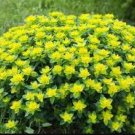 Cushion Spurge Flower (Euphorbia Polychroma) 30 Seeds