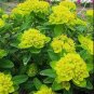 Cushion Spurge Flower (Euphorbia Polychroma) 30 Seeds