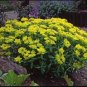 Cushion Spurge Flower (Euphorbia Polychroma) 30 Seeds