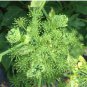 Ashitaba Standard Angelica Keiskei Koidzumi Certified Organic Medical Herb 10 Seeds