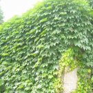 Boston Ivy Bonsai Ivy 200 Seeds