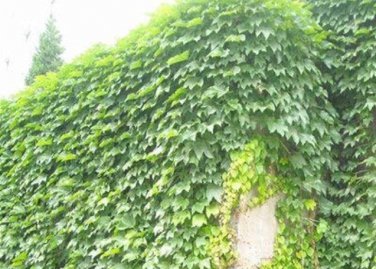 Boston Ivy Bonsai Ivy 200 Seeds