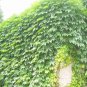 Boston Ivy Bonsai Ivy 200 Seeds