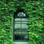 Boston Ivy Bonsai Ivy 200 Seeds