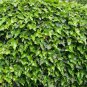 Boston Ivy Bonsai Ivy 200 Seeds
