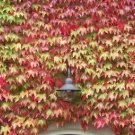 Mixed Colors Boston Ivy Creepers 200 Seeds