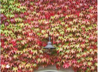 Mixed Colors Boston Ivy Creepers 200 Seeds