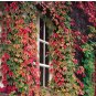 Mixed Colors Boston Ivy Creepers 200 Seeds