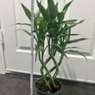 Exotic Bamboo Lucky Moso Bambu Tree Plant Home 100 Seeds