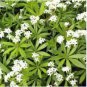 SWEET WOODRUFF ASPERULA Galium Odoratum Shade White Flower 40 Seeds