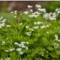 SWEET WOODRUFF ASPERULA Galium Odoratum Shade White Flower 40 Seeds