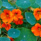 Creeping Tropaeolum majus Nasturtium Flower 200 Seeds