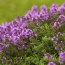 Creeping Thyme Purple Pink CreSS Rock Flowers 600 Seeds