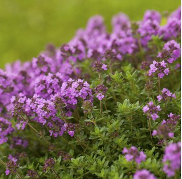 Creeping Thyme Purple Pink CreSS Rock Flowers 600 Seeds