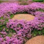 Creeping Thyme Purple Pink CreSS Rock Flowers 600 Seeds