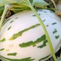 Snow Leopard Melon 200 Seeds