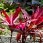 Cordyline Fruticosa Plant 10 Seeds