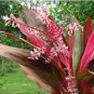 Cordyline Fruticosa Plant 10 Seeds