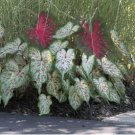 Caladium Dwarf Plant 400 Seeds