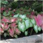 Caladium Dwarf Plant 400 Seeds