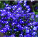 Blue Creeping Thyme 200 Seeds