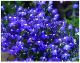 Blue Creeping Thyme 200 Seeds