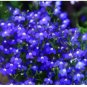 Blue Creeping Thyme 200 Seeds
