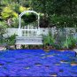Blue Creeping Thyme 200 Seeds