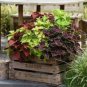 Coleus Flower Bonsai Plectranthus scutellarioides Perennial 200 Seeds
