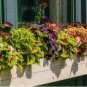 Coleus Flower Bonsai Plectranthus scutellarioides Perennial 200 Seeds