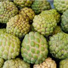 Custard Apple Srikaya Fruits 30 Seeds