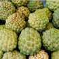 Custard Apple Srikaya Fruits 30 Seeds