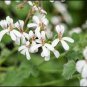 Pelargonium odoratissimum 10 Seeds