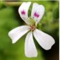 Pelargonium odoratissimum 10 Seeds