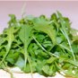 Diplotaxis Tenuifolia Roquette 200 Seeds
