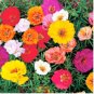 Portulaca Grandiflora Flower Mixed Flowers 200 Seeds