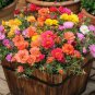 Portulaca Grandiflora Flower Mixed Flowers 200 Seeds