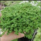 Herniaria Glabra Herb Green Carpet 400 Seeds