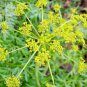 Fernleaf Lomatium (lomatium Disse Seedsum) 70 Seeds
