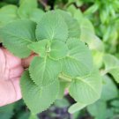 Cuban Oregano 120 Seeds