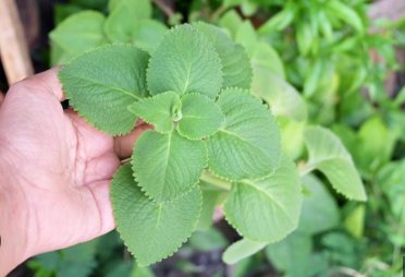 Cuban Oregano 120 Seeds