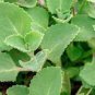 Cuban Oregano 120 Seeds