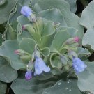Mertensia Maritima Plant 40 Seeds