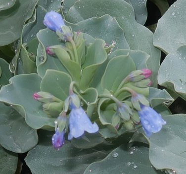 Mertensia Maritima Plant 40 Seeds