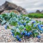 Mertensia Maritima Plant 40 Seeds