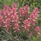 Castilleja Sessiliflora Downy Indian Paintbrush Paintedcup 100 Seeds