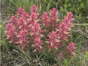 Castilleja Sessiliflora Downy Indian Paintbrush Paintedcup 100 Seeds