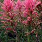 Castilleja Sessiliflora Downy Indian Paintbrush Paintedcup 100 Seeds